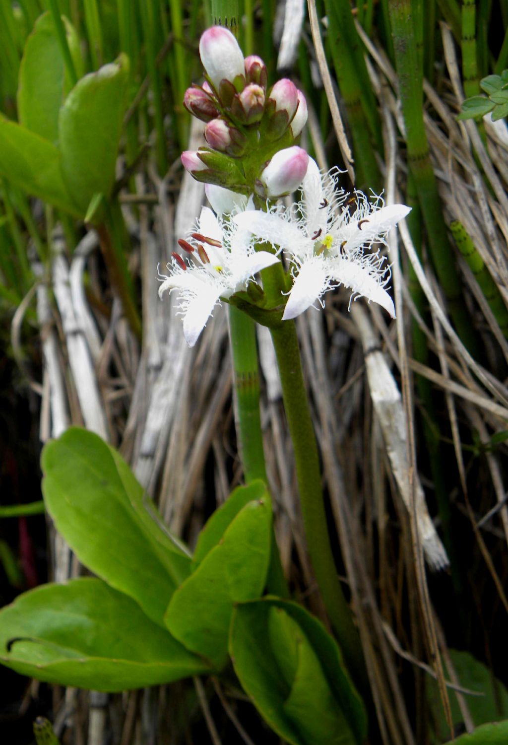 Menyanthes trifoliata (Menyanthaceae)